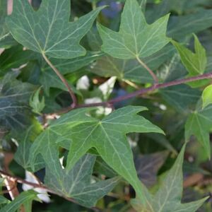 Hedera helix 'Green Ripple' ---